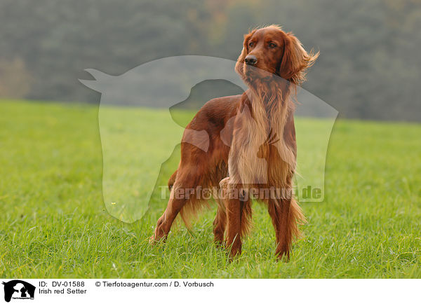 Irish red Setter / DV-01588