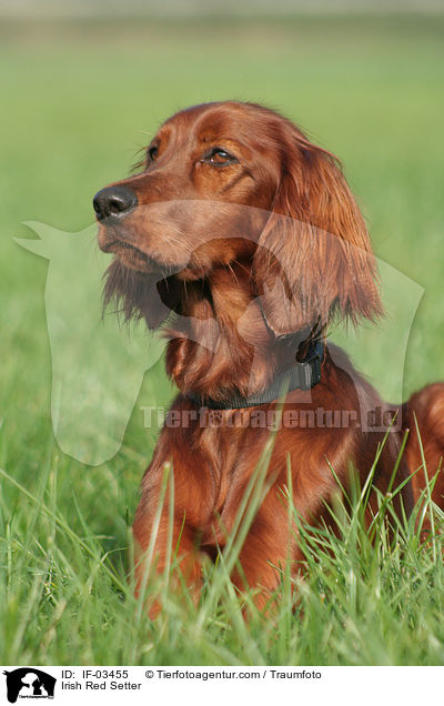 Irischer roter Setter / Irish Red Setter / IF-03455