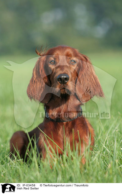 Irischer roter Setter / Irish Red Setter / IF-03458