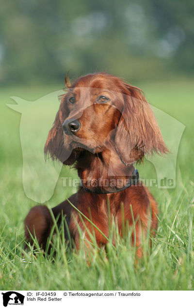 Irischer roter Setter / Irish Red Setter / IF-03459
