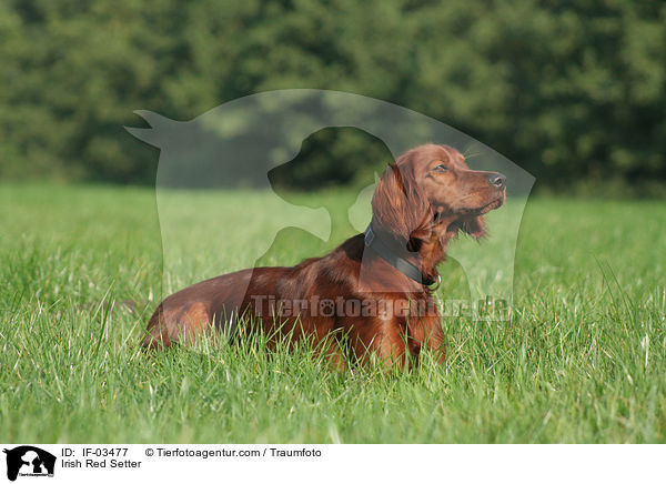 Irischer roter Setter / Irish Red Setter / IF-03477