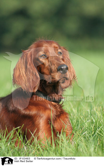 Irischer roter Setter / Irish Red Setter / IF-03483