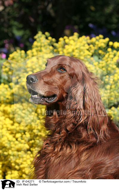 Irish Red Setter / Irish Red Setter / IF-04271