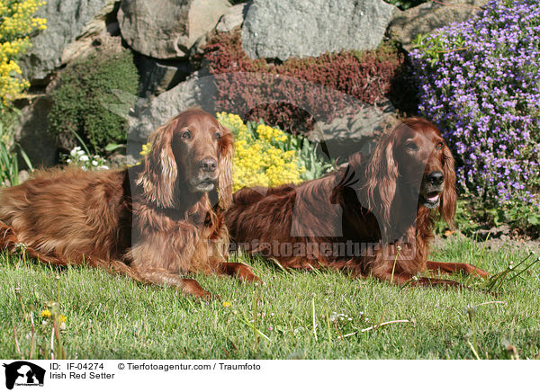 Irish Red Setter / Irish Red Setter / IF-04274