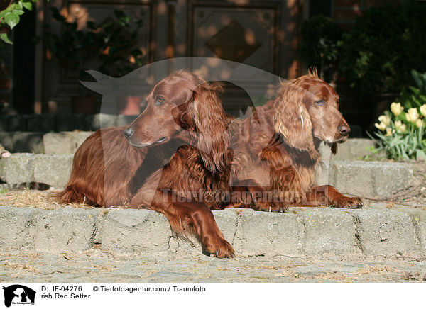 Irish Red Setter / Irish Red Setter / IF-04276