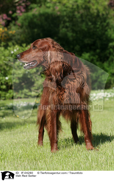 Irish Red Setter / Irish Red Setter / IF-04280