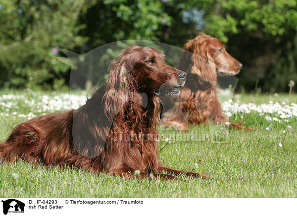 Irish Red Setter / Irish Red Setter / IF-04293