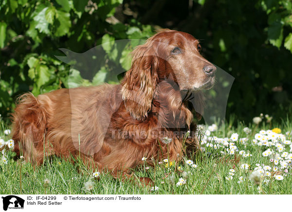 Irish Red Setter / Irish Red Setter / IF-04299