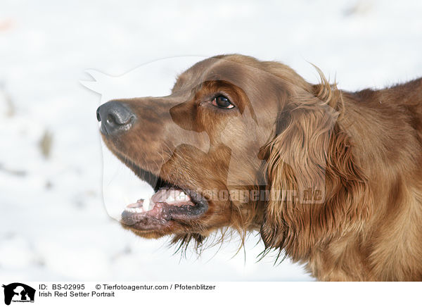 Irish Red Setter Portrait / Irish Red Setter Portrait / BS-02995