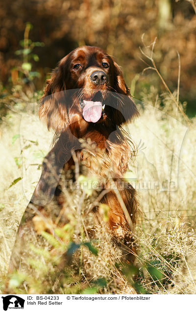 Irish Red Setter / Irish Red Setter / BS-04233
