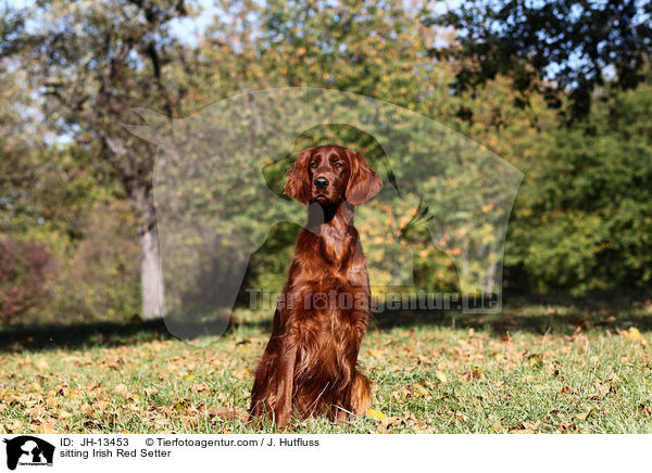 sitting Irish Red Setter / JH-13453