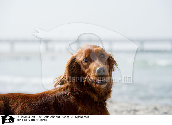 Irish Red Setter Portrait / AM-03850