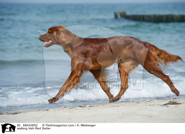 laufender Irish Red Setter / walking Irish Red Setter / AM-03852