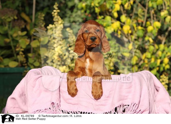 Irish Red Setter Puppy / KL-09789