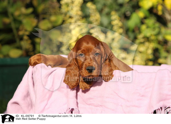 Irish Red Setter Puppy / KL-09791
