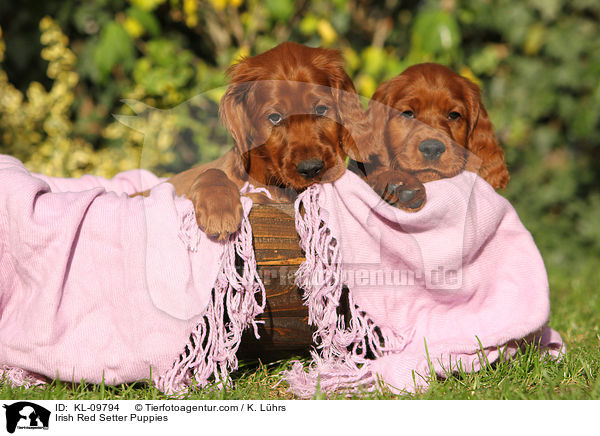 Irish Red Setter Puppies / KL-09794