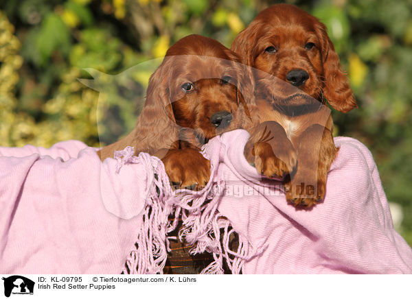 Irish Red Setter Puppies / KL-09795