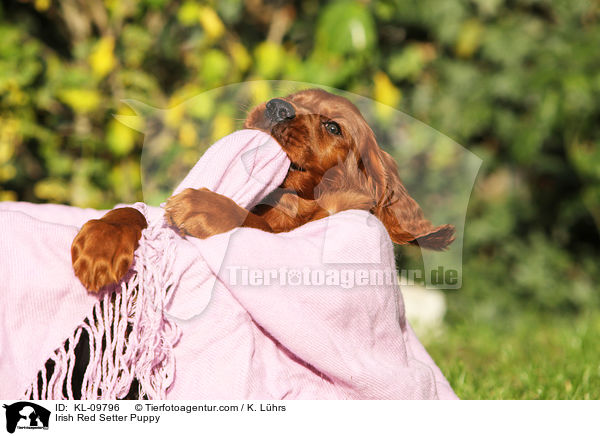 Irish Red Setter Welpe / Irish Red Setter Puppy / KL-09796