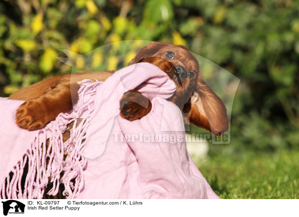 Irish Red Setter Puppy / KL-09797