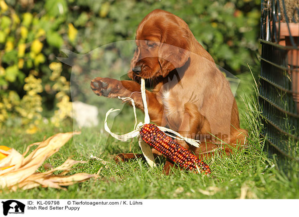 Irish Red Setter Welpe / Irish Red Setter Puppy / KL-09798