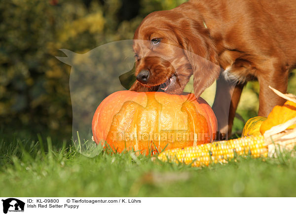 Irish Red Setter Puppy / KL-09800
