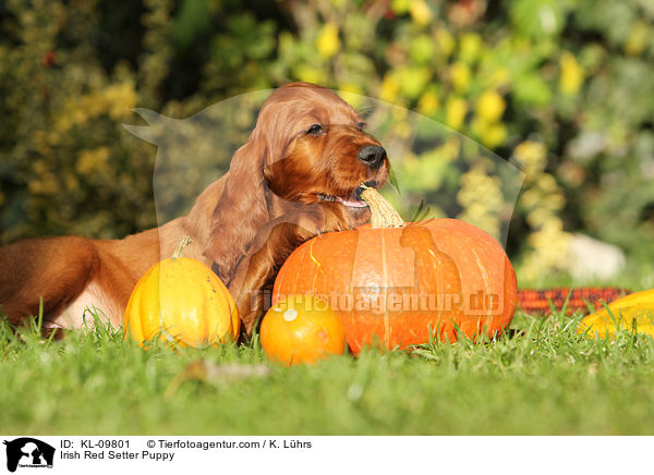 Irish Red Setter Puppy / KL-09801