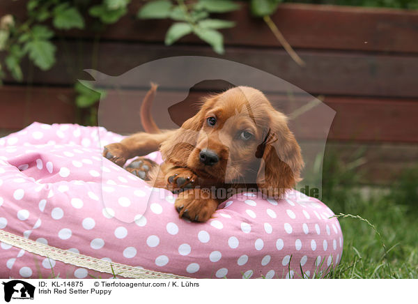 Irish Red Setter Puppy / KL-14875