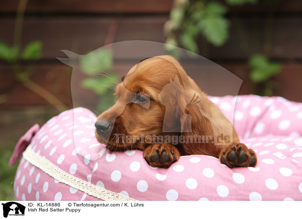 Irish Red Setter Puppy / KL-14886