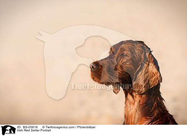 Irish Red Setter Portrait / BS-05818