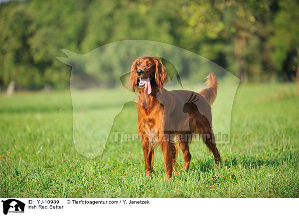 Irish Red Setter / YJ-10989