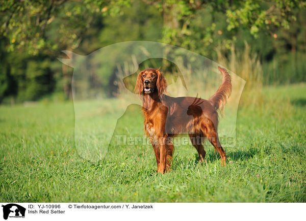 Irish Red Setter / YJ-10996