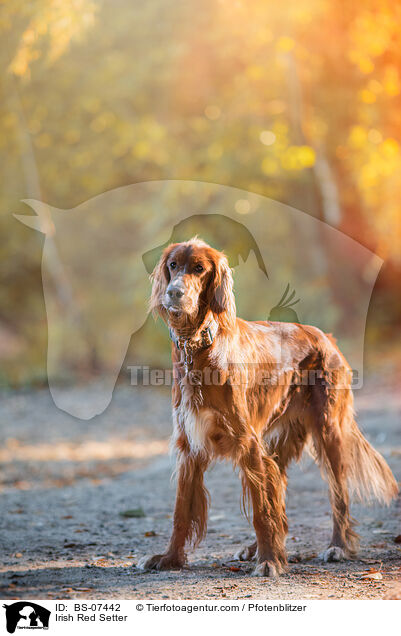 Irish Red Setter / Irish Red Setter / BS-07442
