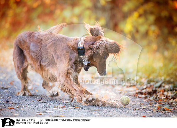 spielender Irish Red Setter / playing Irish Red Setter / BS-07447