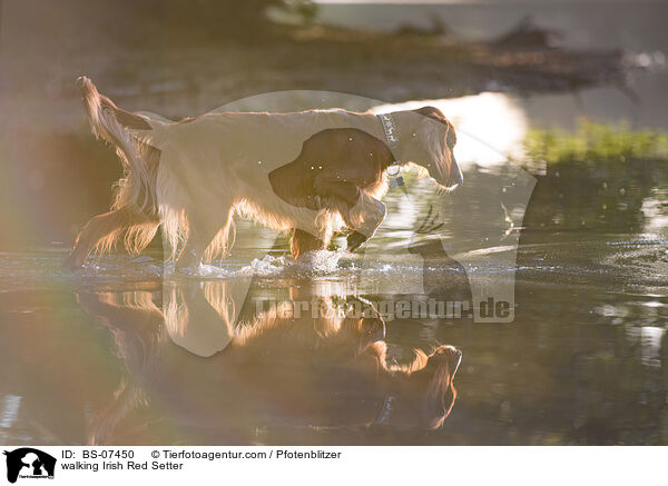 laufender Irish Red Setter / walking Irish Red Setter / BS-07450