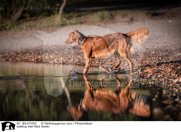 laufender Irish Red Setter / walking Irish Red Setter / BS-07453