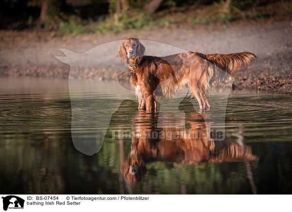 badender Irish Red Setter / bathing Irish Red Setter / BS-07454