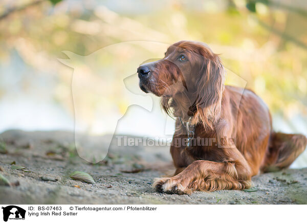 liegender Irish Red Setter / lying Irish Red Setter / BS-07463