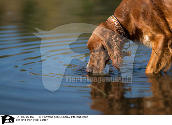 trinkender Irish Red Setter / drinking Irish Red Setter / BS-07467
