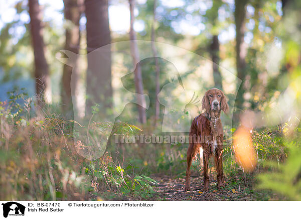 Irish Red Setter / Irish Red Setter / BS-07470