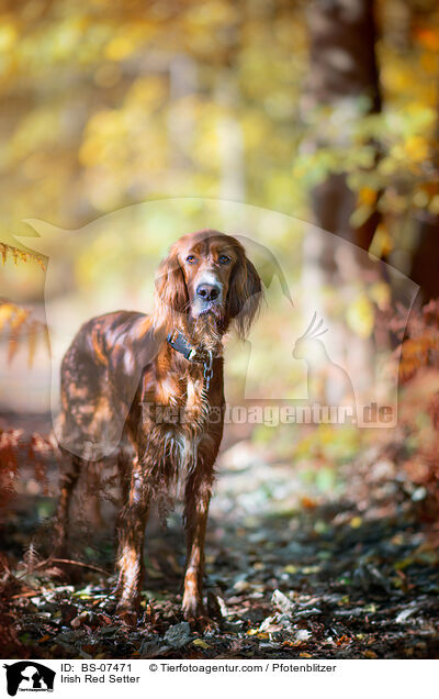 Irish Red Setter / Irish Red Setter / BS-07471