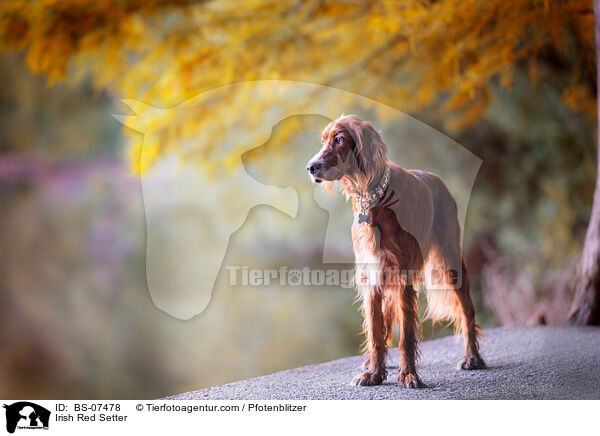 Irish Red Setter / Irish Red Setter / BS-07478