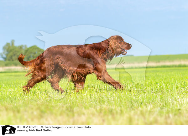 running Irish Red Setter / IF-14523