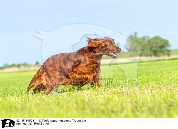 running Irish Red Setter / IF-14528