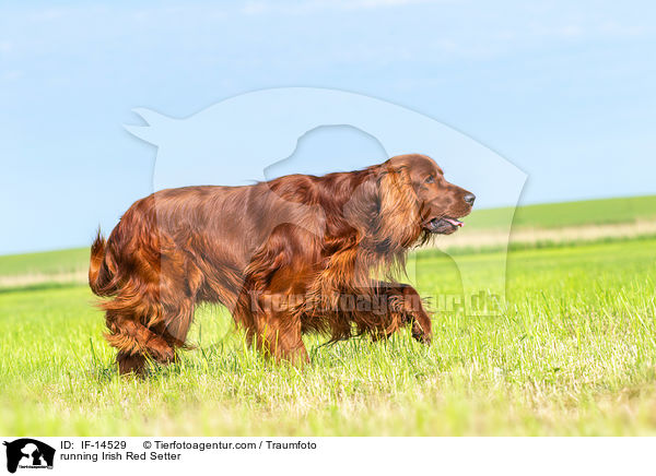 running Irish Red Setter / IF-14529