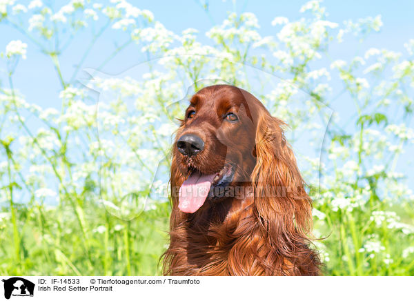 Irish Red Setter Portrait / IF-14533