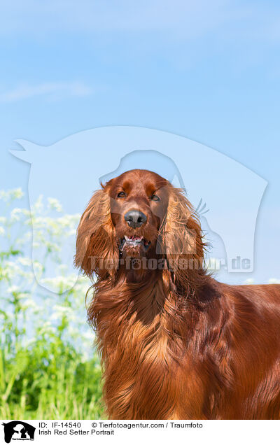 Irish Red Setter Portrait / Irish Red Setter Portrait / IF-14540