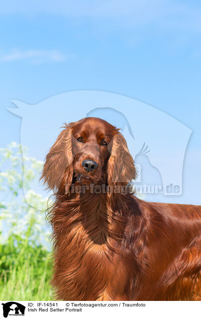 Irish Red Setter Portrait / Irish Red Setter Portrait / IF-14541