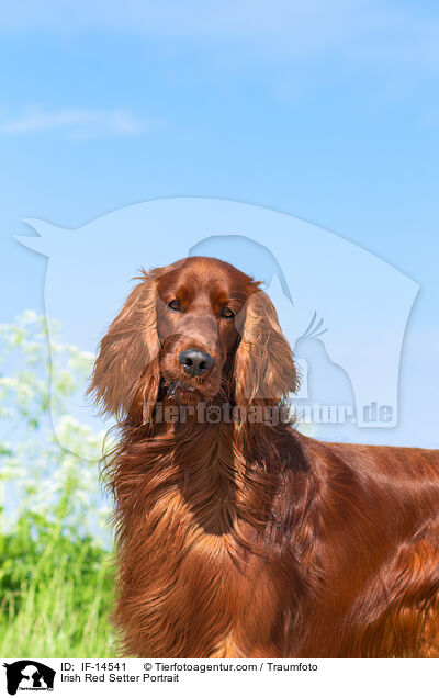 Irish Red Setter Portrait / IF-14541