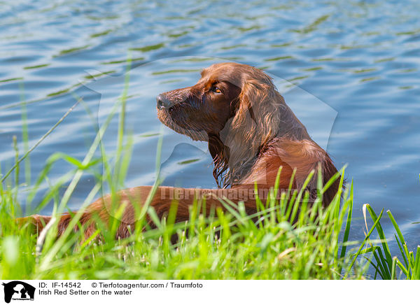Irish Red Setter on the water / IF-14542