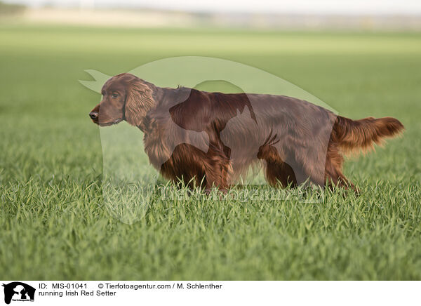 running Irish Red Setter / MIS-01041